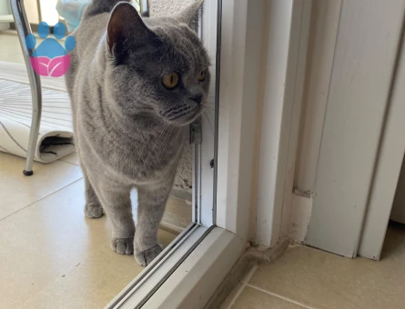 British shorthair 4 Yaşında Yavrumuz - 8878 - Görsel 2