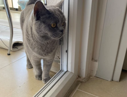 British shorthair 4 Yaşında Yavrumuz - 8878