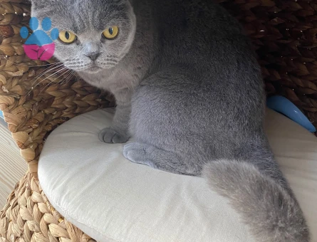 British shorthair 4 Yaşında Yavrumuz - 8878 - Görsel 3