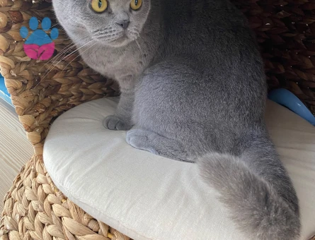 British shorthair 4 Yaşında Yavrumuz - 8878 - Görsel 4