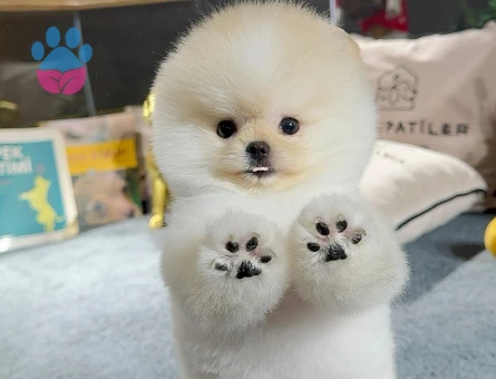Pomeranıan boo - 8879