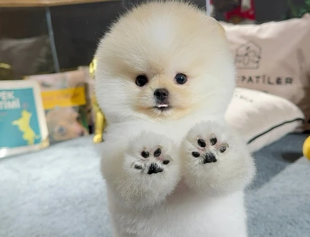 Pomeranıan boo - 8879