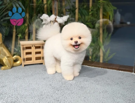 Pomeranıan boo - 8879 - Görsel 3