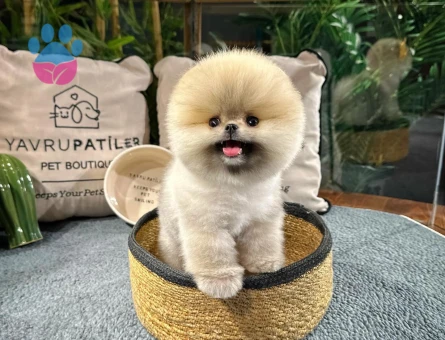 Pomeranıan boo - 8880