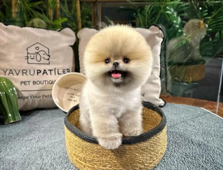 Pomeranıan boo - 8880