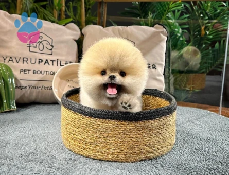Pomeranıan boo - 8880 - Görsel 3