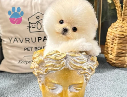 Pomeranıan boo - 8881