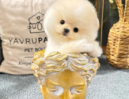 Pomeranıan boo - 8881