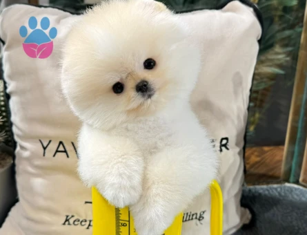 Pomeranıan boo - 8881 - Görsel 3