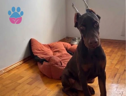 Kızıl king doberman - 8882