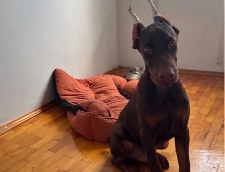 Kızıl king doberman - 8882