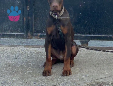 Kızıl king doberman - 8882 - Görsel 3