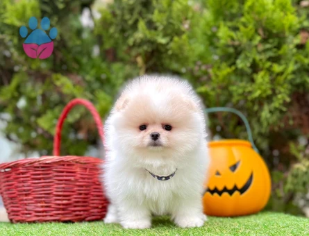 POMERANIAN ÜRETİM ÇİFTLİĞİNDEN - 8883 - Görsel 2