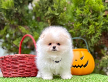 POMERANIAN ÜRETİM ÇİFTLİĞİNDEN - 8883