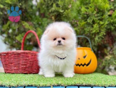 POMERANIAN ÜRETİM ÇİFTLİĞİNDEN - 8883 - Görsel 3