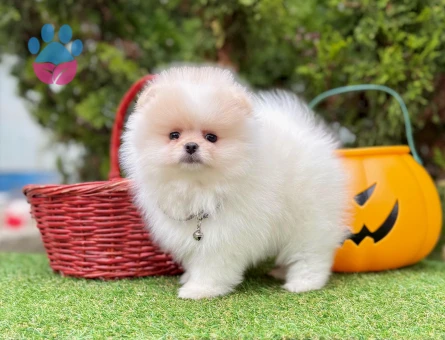 POMERANIAN ÜRETİM ÇİFTLİĞİNDEN - 8883 - Görsel 4