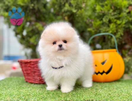 POMERANIAN ÜRETİM ÇİFTLİĞİNDEN - 8883 - Görsel 5