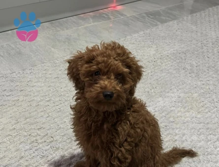 Toy poodle - 8885 - Görsel 2
