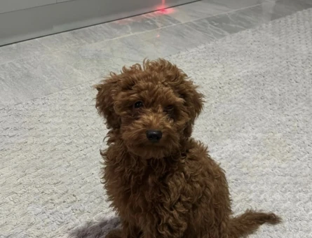 Toy poodle - 8885