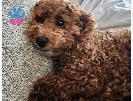Toy poodle - 8885 - Görsel 3