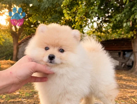 POMERANİAN YAVRULARIMIZ - 8886 - Görsel 4