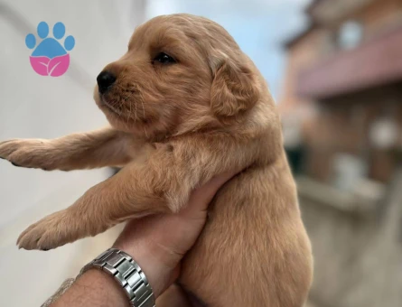 Golden retriver lütfen arayın - 8887 - Görsel 2