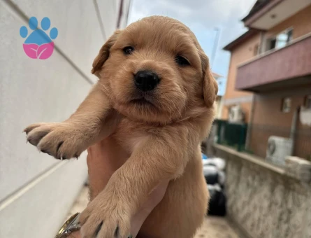 Golden retriver lütfen arayın - 8887 - Görsel 4