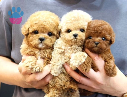 TOOY POODLE YAVRUMUZ 0 TEACUP - 8888