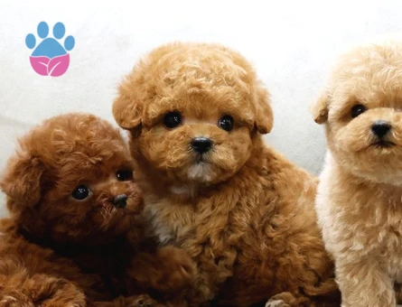 TOOY POODLE YAVRUMUZ 0 TEACUP - 8888 - Görsel 3