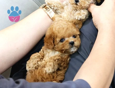 TOOY POODLE YAVRUMUZ 0 TEACUP - 8888 - Görsel 4