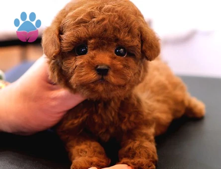 KOREAN TOY POODLE YAVRULARIM - 8889