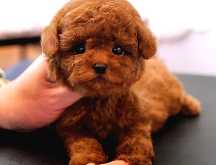 KOREAN TOY POODLE YAVRULARIM - 8889