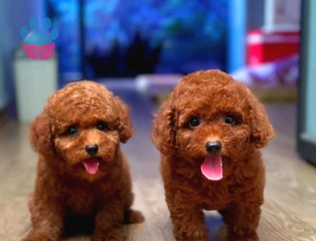 KOREAN TOY POODLE YAVRULARIM - 8890