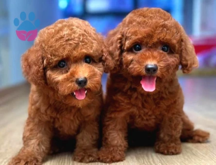KOREAN TOY POODLE YAVRULARIM - 8890 - Görsel 3