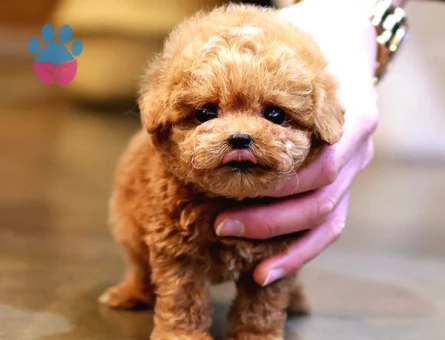 TOY POODLE BEBEKLERİM - 8891