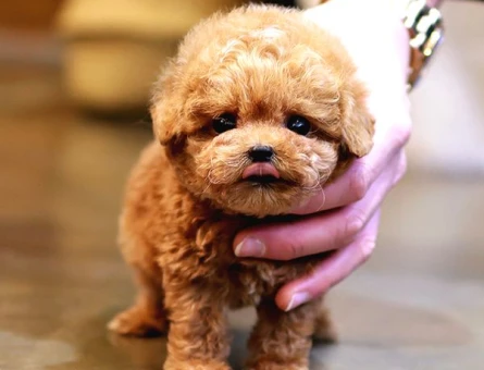 TOY POODLE BEBEKLERİM - 8891