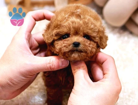 TOY POODLE BEBEKLERİM - 8891 - Görsel 3