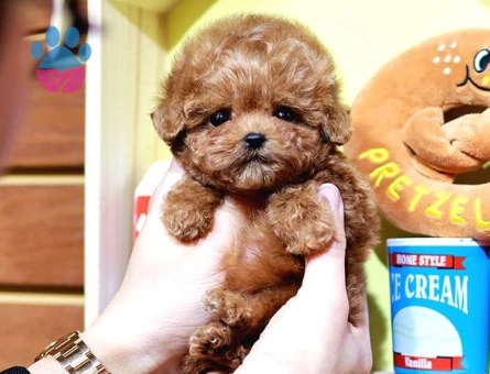 TOY POODLE BEBEKLERİM - 8891 - Görsel 4