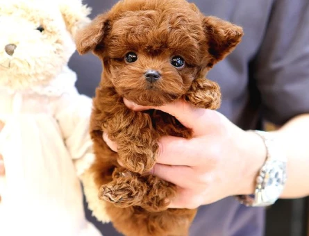 SAGLIK VE IRK GARANTILI TOY POODLE YAVRULARIM - 8892