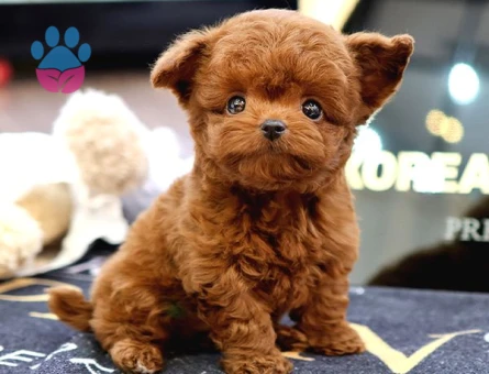 SAGLIK VE IRK GARANTILI TOY POODLE YAVRULARIM - 8892 - Görsel 3