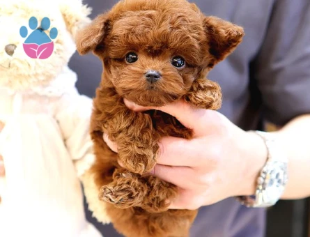 SAGLIK VE IRK GARANTILI TOY POODLE YAVRULARIM - 8892 - Görsel 4
