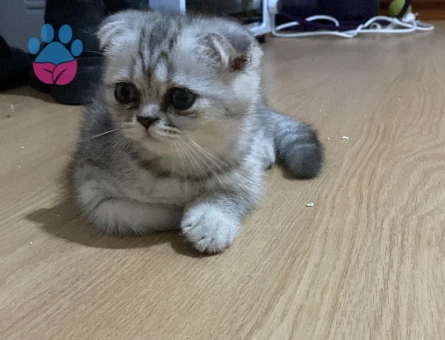 2.5 aylık scottish fold gri dişi yavru - 8893 - Görsel 2