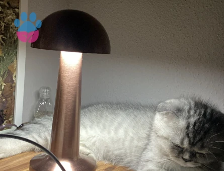 2.5 aylık scottish fold gri dişi yavru - 8893 - Görsel 3