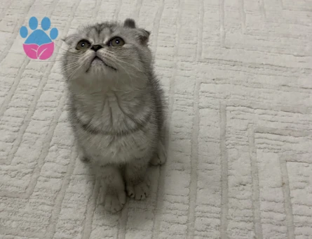 2.5 aylık scottish fold gri dişi yavru - 8893 - Görsel 4