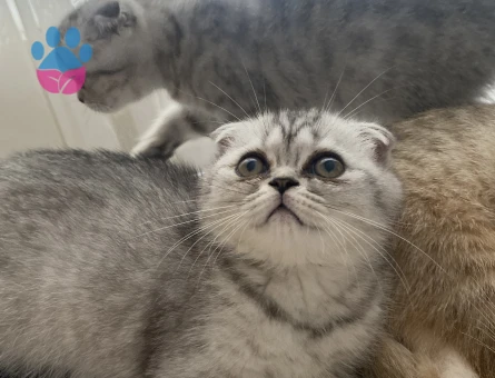 2.5 aylık scottish fold gri dişi yavru - 8893 - Görsel 5