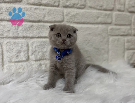 Scottish Fold Lilac Erkek 2 Aylık Yuva Arıyor