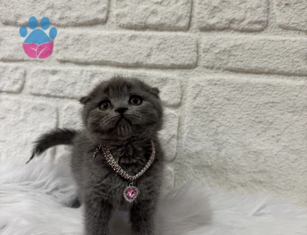 Scottish Fold Gri Dişi Sahibini Bekliyor