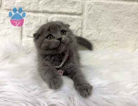Scottish Fold Gri Dişi Sahibini Bekliyor