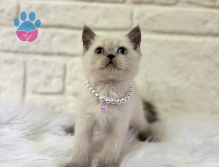 British Shorthair Bluepoint Süslü 2 Aylık Dişi