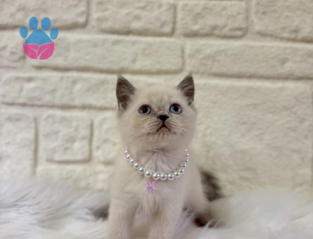 British Shorthair Bluepoint Süslü 2 Aylık Dişi
